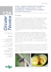 Thumbnail de Coleta, triagem e dissecação de fêmeas de Grapholita molesta (Busck, 1916) (Lepidoptera: Tortricidae) para avaliação do estado reprodutivo.