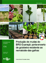Thumbnail de Produção de mudas do BRS Guaraçá: porta-enxerto de goiabeira resistente ao nematoide-das-galhas.