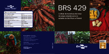 Thumbnail de BRS 429: cultivar de mandioca de mesa de polpa amarela para os estados de São Paulo e Paraná.