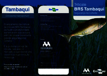 Thumbnail de Triticale BRS Tambaqui: segurança na colheita.