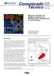 Thumbnail de Seca dos ponteiros da goiabeira causada por Erwinia psidii: levantamento e caracterização.