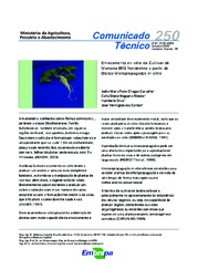 Thumbnail de Enraizamento ex vitro da cultivar de mamona BRS nordestina a partir de brotos micropropagados in vitro.