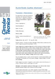 Thumbnail de Açoita-Cavalo (Luehea divaricata).