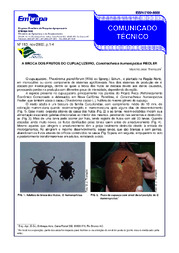 Thumbnail de A broca dos frutos do cupuaçuzeiro, Conotrachelus humeropictus Fiedler.