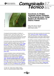 Thumbnail de Ocorrência do mirídeo Hyaliodes beckeri predando o percevejo-de-renda Vatiga illudens em mandioca no Distrito Federal.