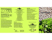 Thumbnail de BRS Potengi: nova cultivar de feijão-caupi de grão branco.