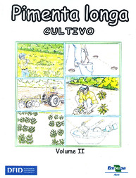 Thumbnail de Pimenta longa: cultivo.