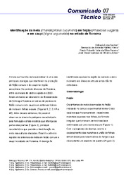 Thumbnail de Identificação da mela (Thanatephorus cucumeris) em feijão (Phaseolus vulgaris) e em caupi (Vigna unguiculata) no estado de Roraima.