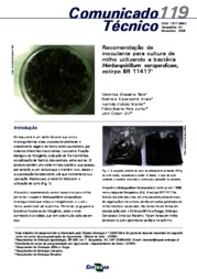 Thumbnail de Recomendação de inoculante para cultura de milho utilizando a bactéria Herbaspirillum seropedicae, estirpe BR11417.