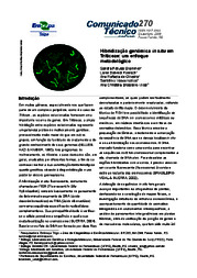 Thumbnail de Hibridização genômica in situ em triticeae: um enfoque metodológico.