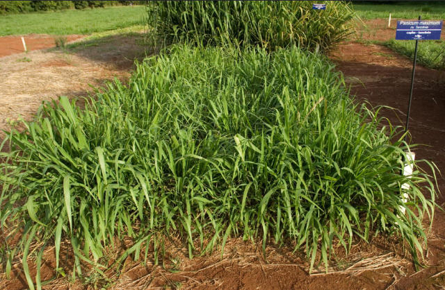Image of <em>Panicum maximum</em> cv. Tanzânia-1
