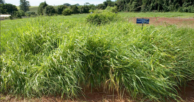 Imagem de <em>Brachiaria brizantha</em> cv. Marandu