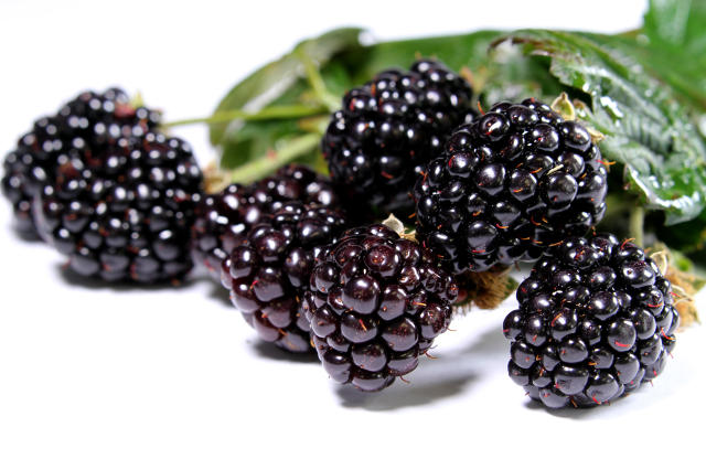Image of BRS Xingu blackberry