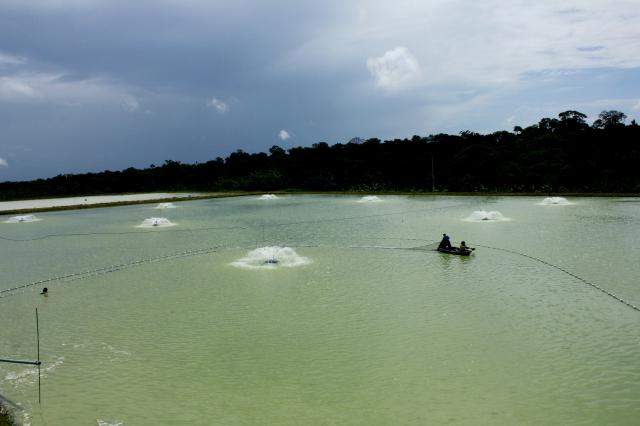 Imagem de Produção de tambaqui em tanques escavados com aeração