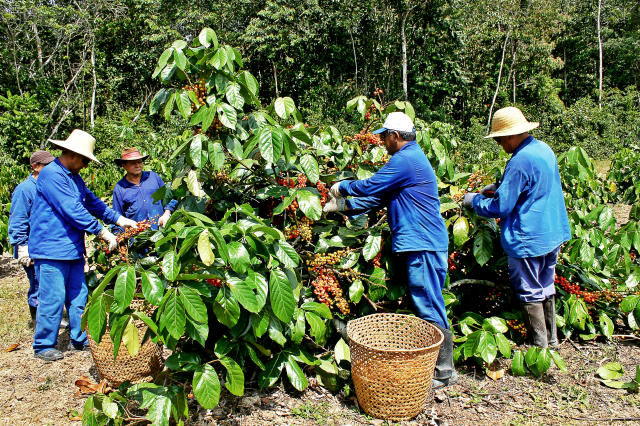 Image of Cupuaçu 5.0 - Kit de cultivares de cupuaçuzeiro de alta produtividade e boa resistência à vassoura-de-bruxa