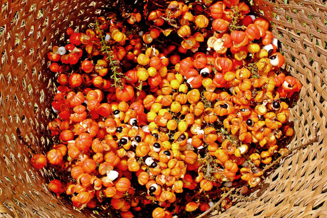 Imagem de BRS Noçoquém: guaranazeiro de reprodução via sementes para cultivo no Estado do Amazonas