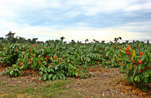 Imagem de Farinha pré-cozida de sorgo integral achocolatada e de alta solubilidade