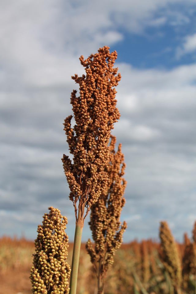 Imagem de Sorgo Granífero Híbrido BRS 3002