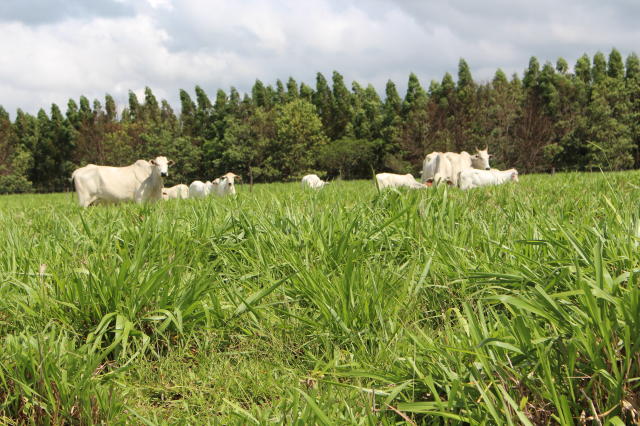 Imagem de <em>Brachiaria brizantha</em> - Xaraés