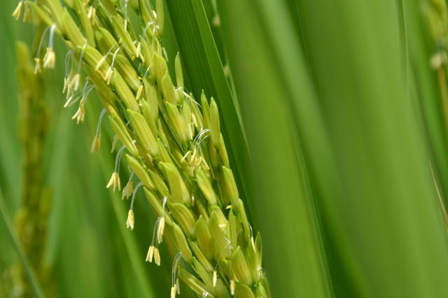 Imagem de Arroz BRSMA 357