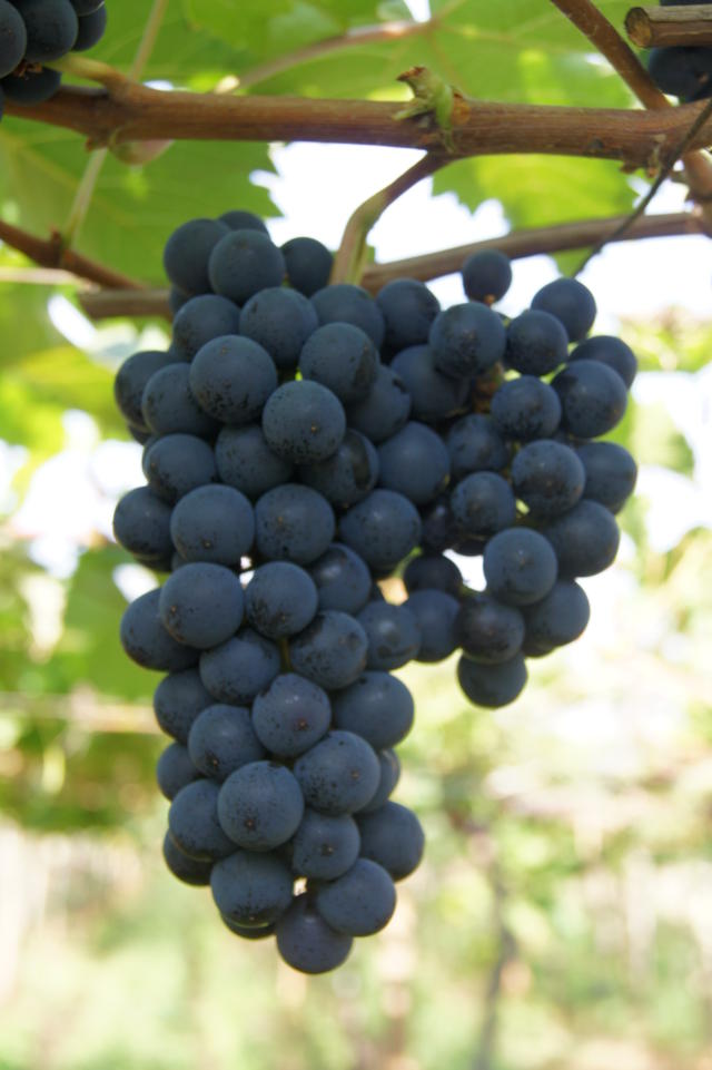 Image of Uva BRS Magna