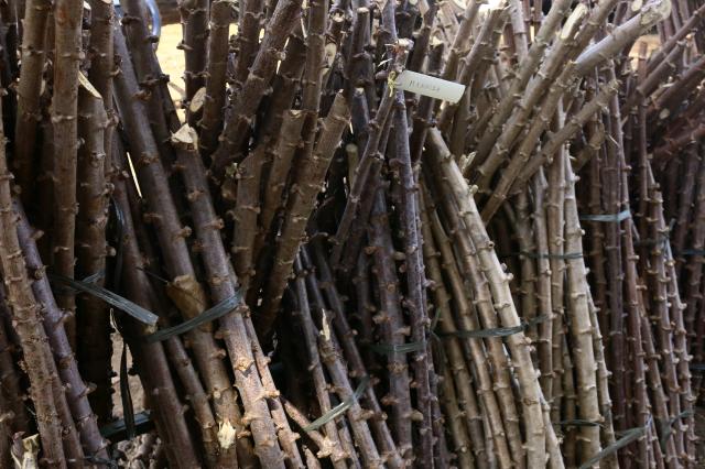 Image of Cassava cultivar BRS Boitatá