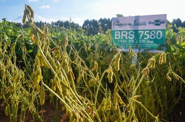 Image of Soybeans - BRS 7580