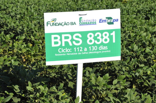 Image of Soja BRS 8381