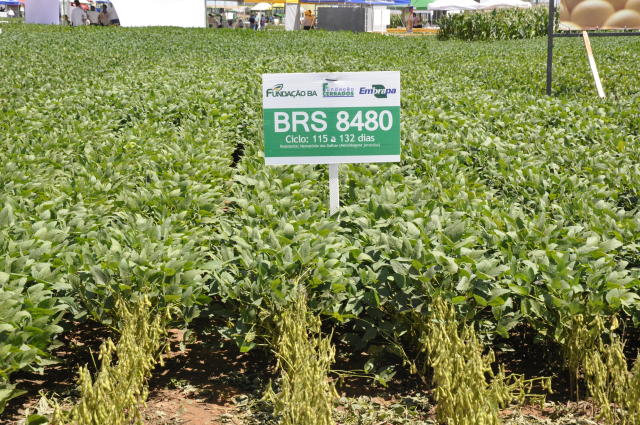 Image of Soybeans - BRS 8480