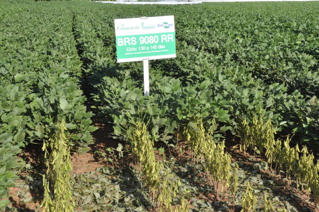 Image of Soybeans - BRS 9080RR
