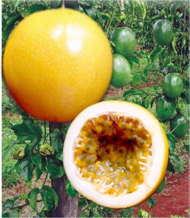 Imagem de Maracujá BRS Sol do Cerrado (BRS SC1)