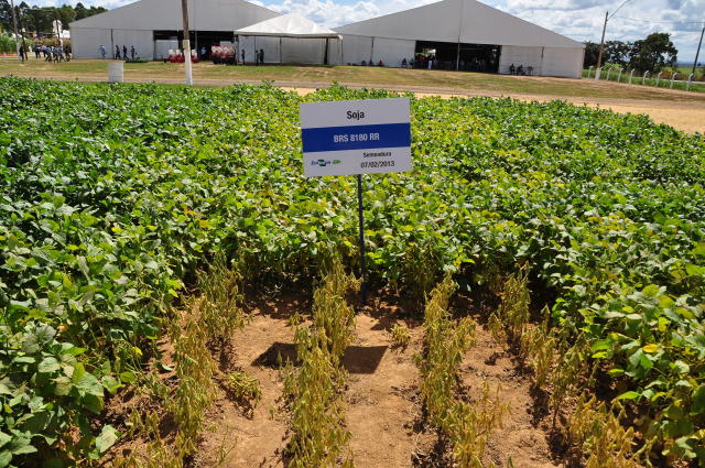 Image of Soybeans - BRS 8180RR