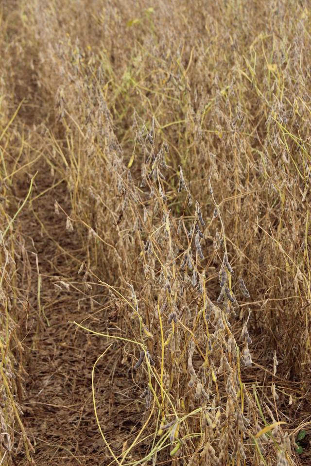Image of Soja - BRS 399RR