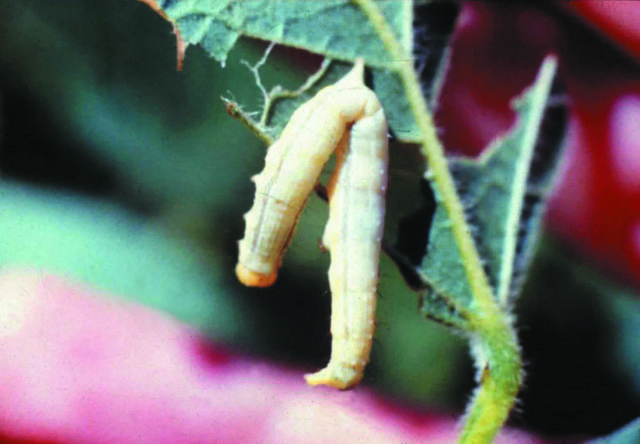 Image of Bioinseticidas à base de baculovírus para o controle de lagartas