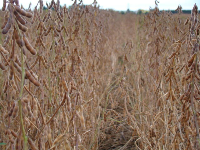 Image of <strong>BRS 531 Soybeans</strong>