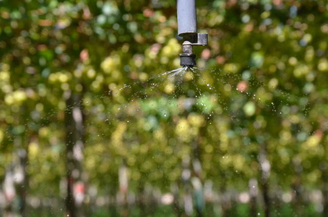 Imagem de Irriga Certo: Aplicativo para manejo da irrigação em fruteiras tropicais