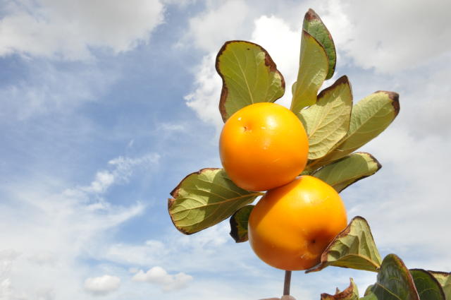 Imagem de Produção de caqui irrigado em condição semiárida tropical