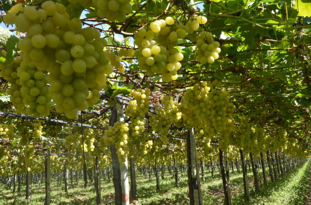 Image of Produção Integrada de Uvas Finas de Mesa (PI-Uva)