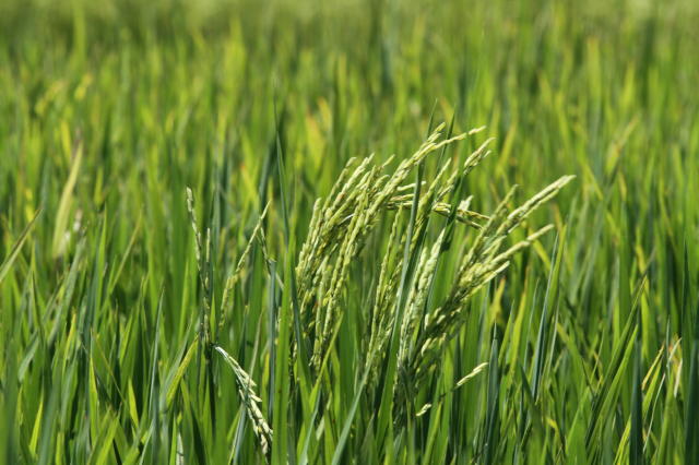 Imagem de Arroz BRS Pampeira