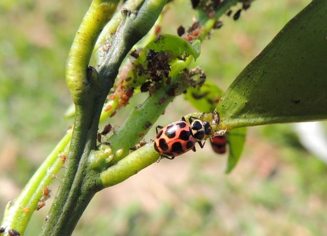 Image of <strong>InNat Guide App - Guide for the recognition of natural enemies of agricultural pests</strong>