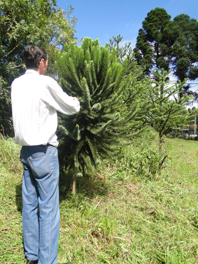 Imagem de Texturizado proteico vegetal à base de castanha-do-brasil e soja