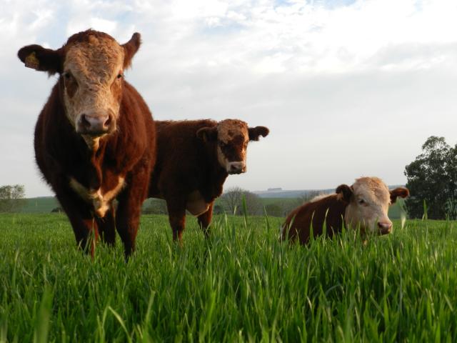 Image of <strong>Winter cereals in forage planning for ruminants</strong>   