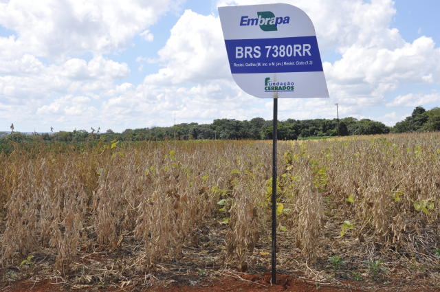 Image of Soja BRS 7380RR