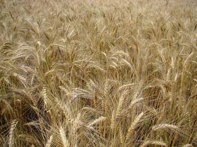 Image of BRS Sanhaço wheat