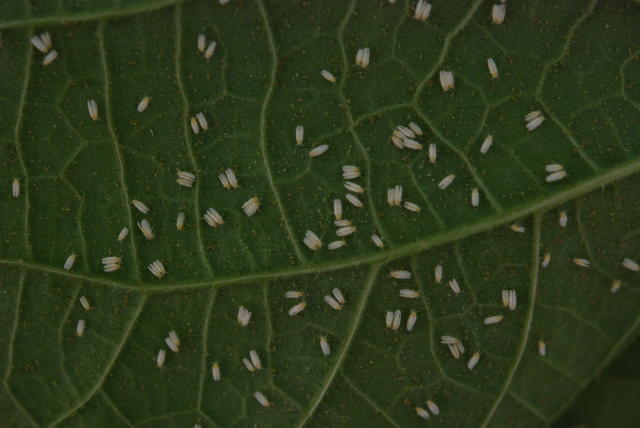 Image of <em>Cordyceps javanica</em>-based bioinsecticide for whitefly biological control