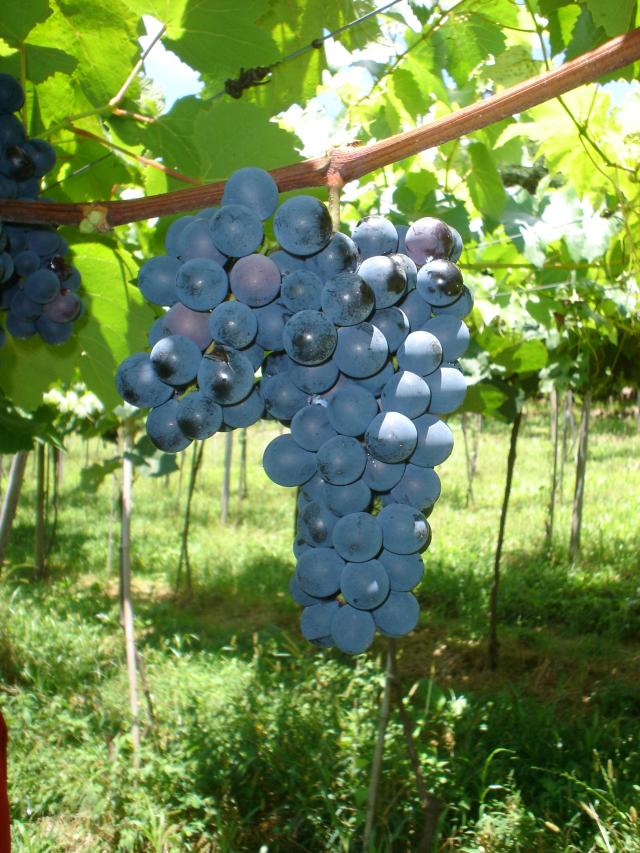 Image of Uva BRS Carmem