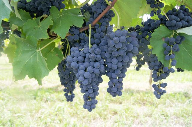 Image of Uva BRS Violeta