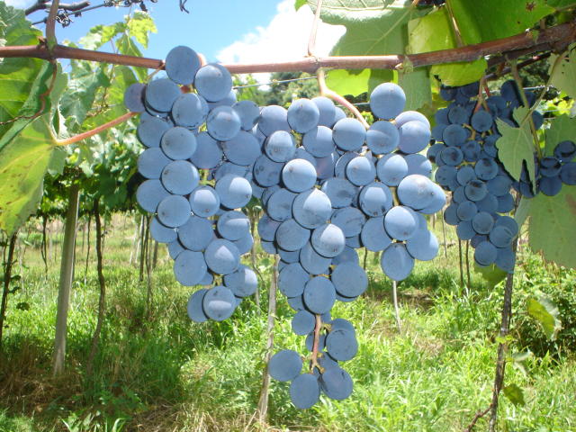 Image of Uva BRS Cora
