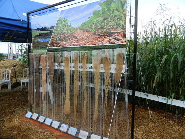 Image of BioSeto20 é um bioinsumo à base de levedura para o controle da raiz rosada (Setophoma terrestris) em alho