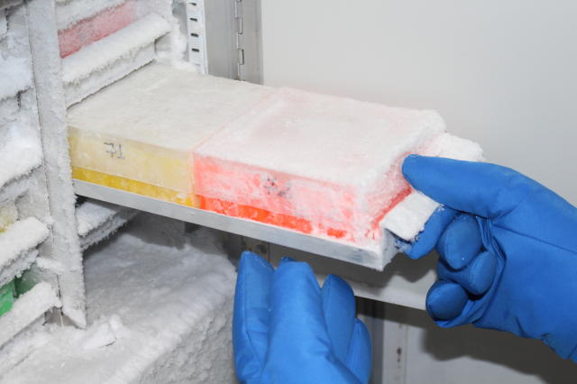 Image of Produto biológico a base de Trichoderma sp. para controle de doenças radiculares